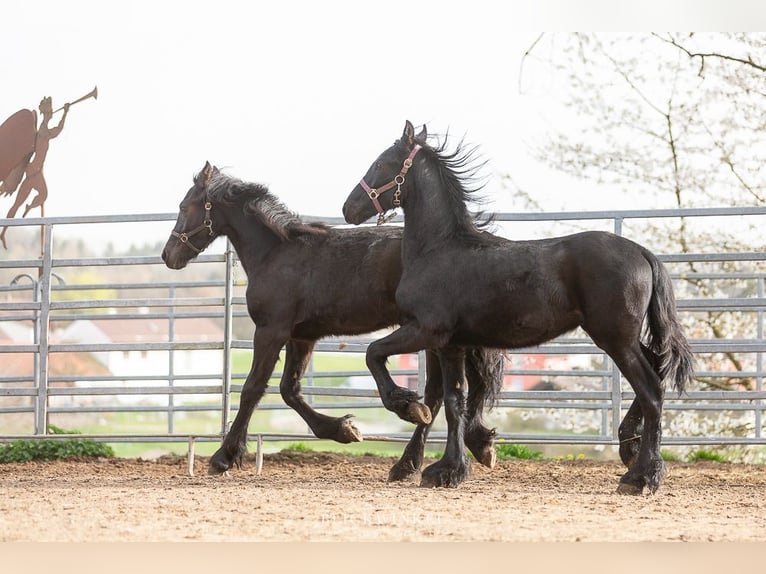 Fries paard Hengst 2 Jaar Zwart in Schöllnach