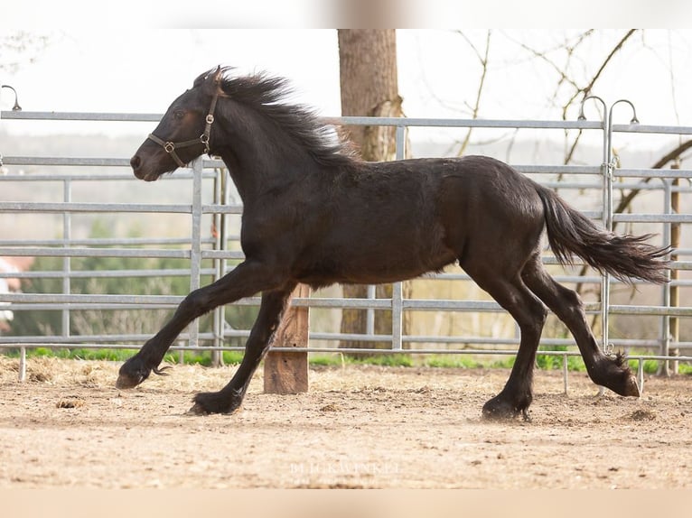 Fries paard Hengst 2 Jaar Zwart in Schöllnach