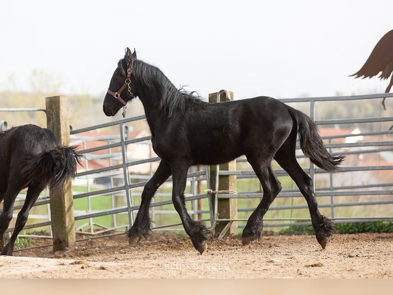 Fries paard Hengst 2 Jaar Zwart in Schöllnach