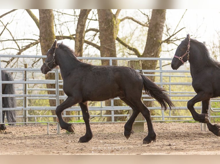 Fries paard Hengst 2 Jaar Zwart in Schöllnach