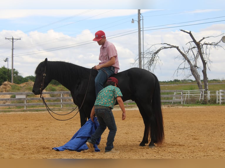Fries paard Hengst 3 Jaar 152 cm Zwart in Greenville