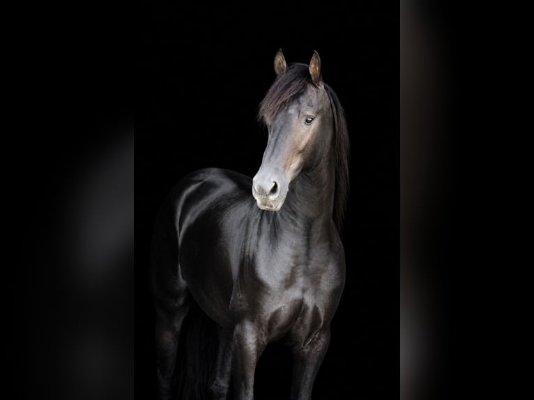 Fries paard Hengst 3 Jaar 152 cm Zwart in Greenville