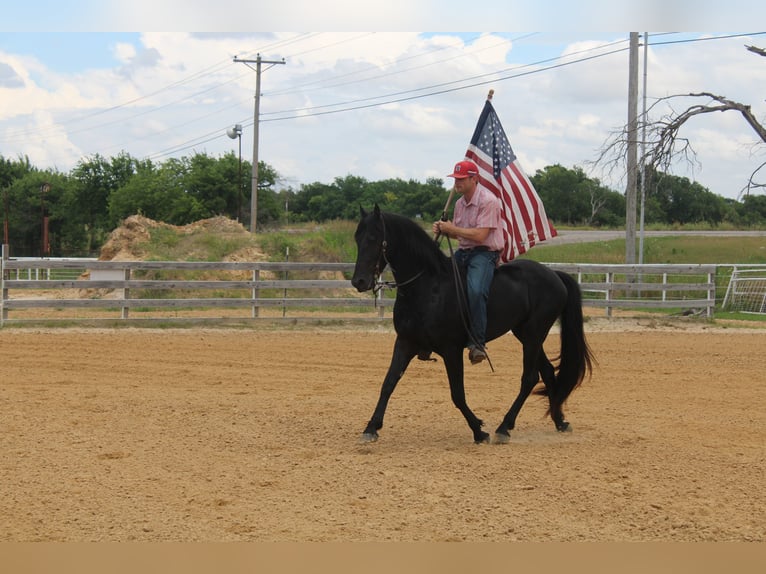 Fries paard Hengst 3 Jaar 152 cm Zwart in Greenville