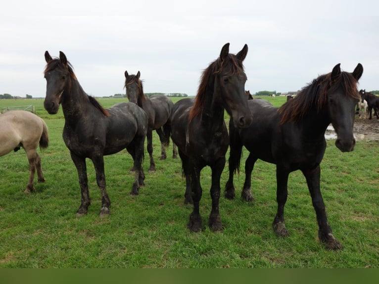 Fries paard Hengst 3 Jaar 155 cm in Tzummarum