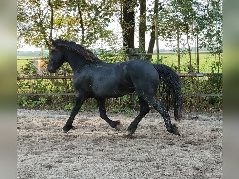 Fries paard Hengst 3 Jaar 155 cm Zwart in Tzummarum