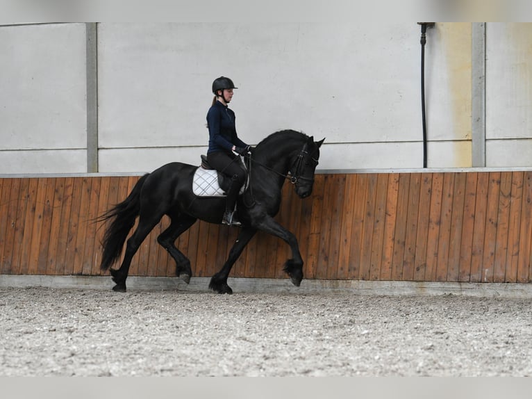Fries paard Hengst 3 Jaar 156 cm Zwart in Mijnsheerenland