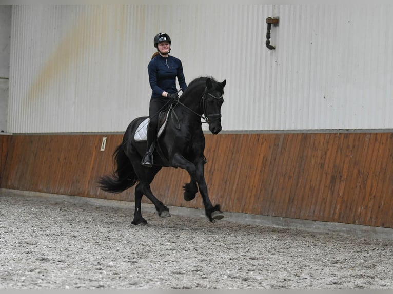 Fries paard Hengst 3 Jaar 156 cm Zwart in Mijnsheerenland