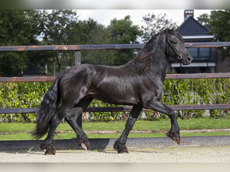 Fries paard Hengst 3 Jaar 158 cm Zwart in Waddinxveen