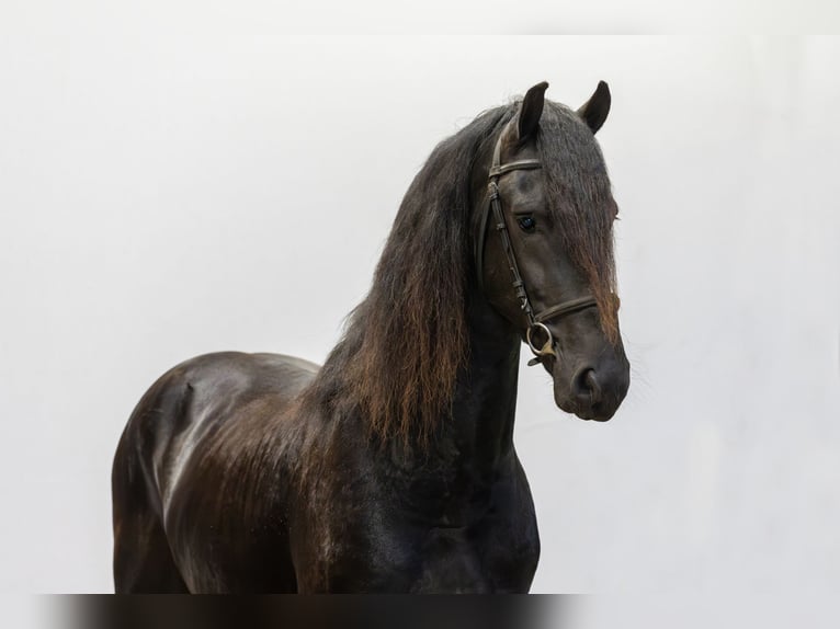 Fries paard Hengst 3 Jaar 158 cm Zwart in Waddinxveen