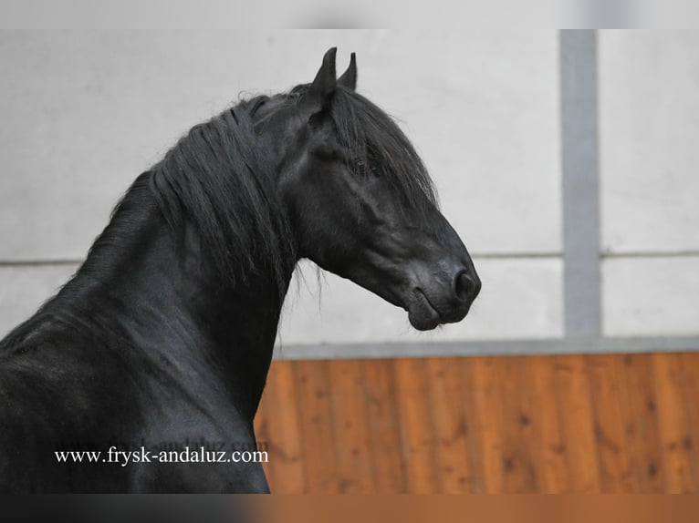 Fries paard Hengst 3 Jaar 159 cm Zwart in Mijnsheerenland