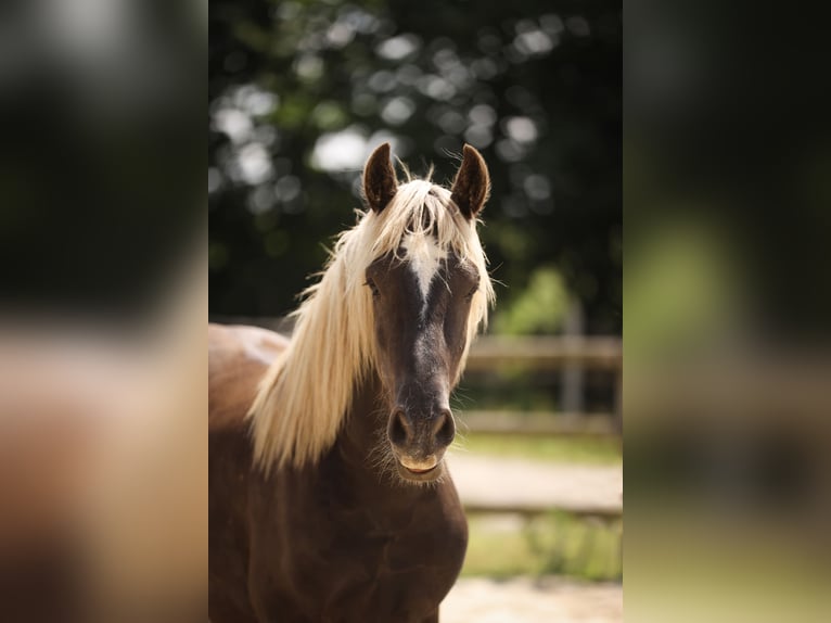 Fries paard Mix Hengst 3 Jaar 160 cm Donkere-vos in Guerledan