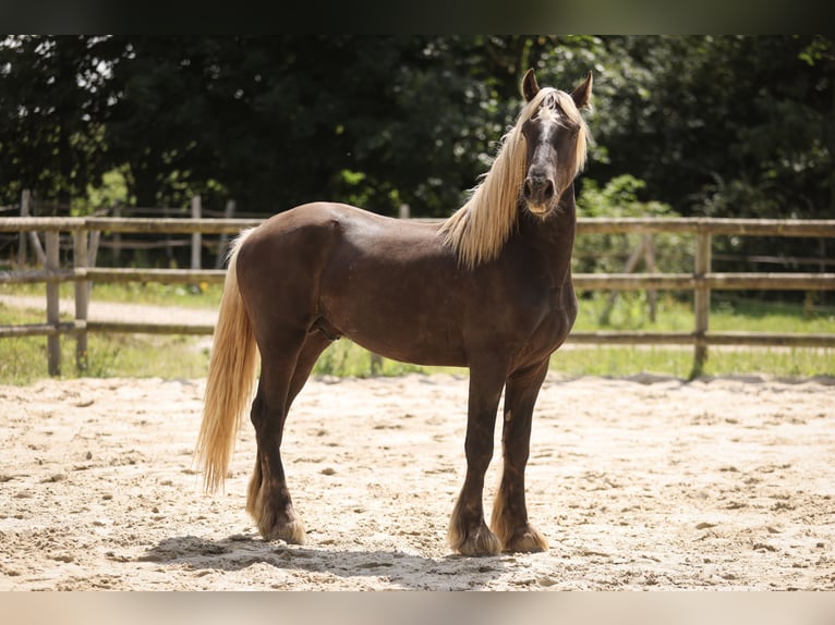 Fries paard Mix Hengst 3 Jaar 160 cm Donkere-vos in Guerledan