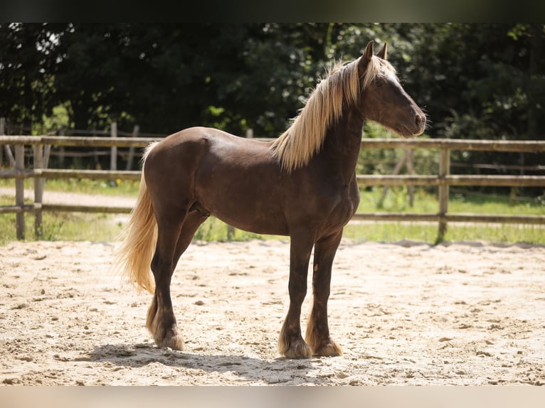 Fries paard Mix Hengst 3 Jaar 160 cm Donkere-vos in Guerledan