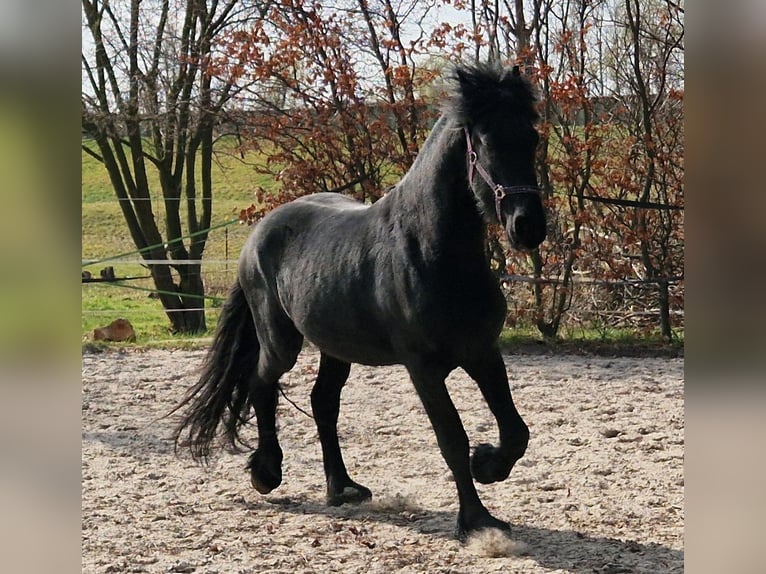 Fries paard Hengst 3 Jaar 160 cm in Senftenberg