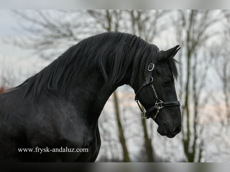 Fries paard Hengst 3 Jaar 160 cm Zwart in mijnsheerenland