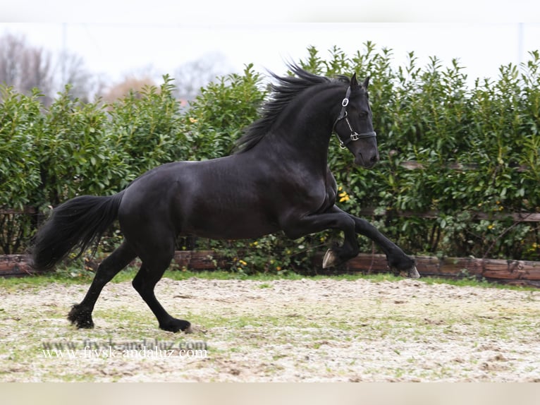 Fries paard Hengst 3 Jaar 160 cm Zwart in mijnsheerenland