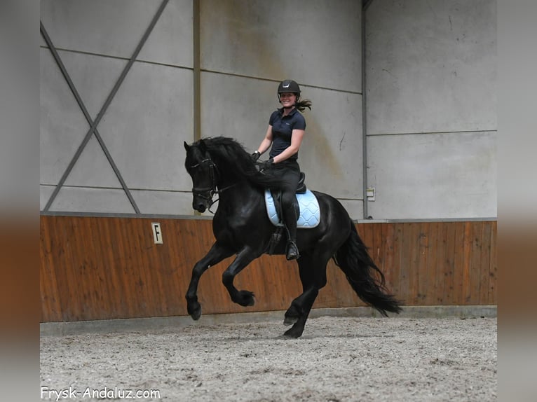 Fries paard Hengst 3 Jaar 160 cm Zwart in Mijnsheerenland