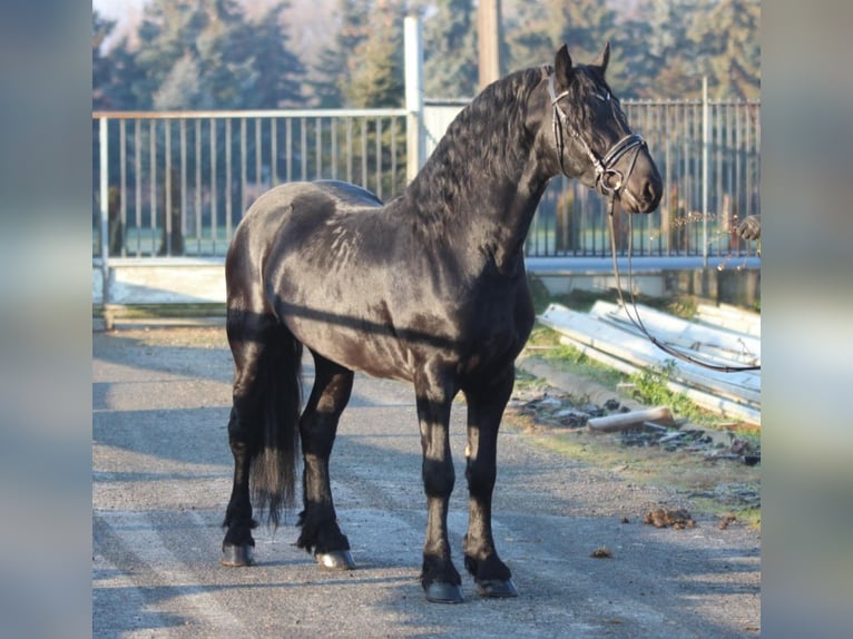 Fries paard Hengst 3 Jaar 160 cm Zwart in Rechnitz