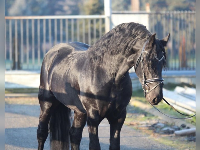 Fries paard Hengst 3 Jaar 160 cm Zwart in Rechnitz