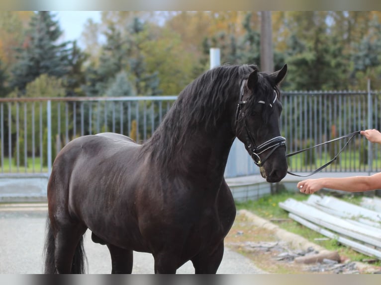 Fries paard Hengst 3 Jaar 160 cm Zwart in Rechnitz