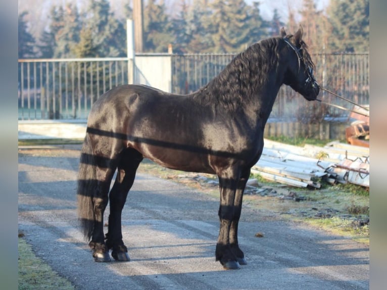 Fries paard Hengst 3 Jaar 160 cm Zwart in Rechnitz