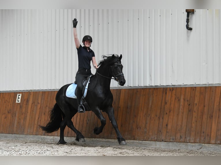 Fries paard Hengst 3 Jaar 161 cm Zwart in Mijnsheerenland