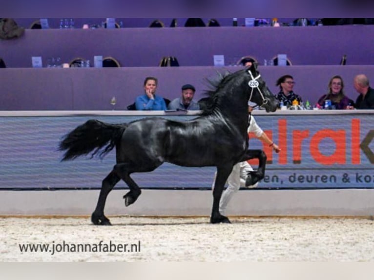 Fries paard Hengst 3 Jaar 161 cm Zwart in Tjerkgaast