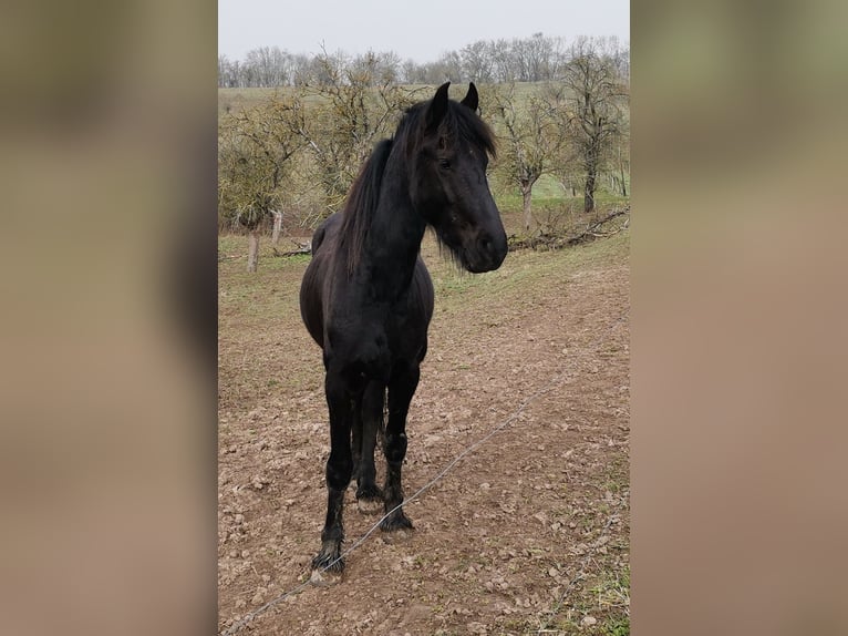 Fries paard Hengst 3 Jaar 161 cm Zwart in Burgscheidungen