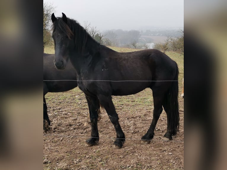 Fries paard Hengst 3 Jaar 161 cm Zwart in Burgscheidungen