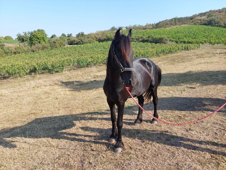 Fries paard Hengst 3 Jaar 161 cm Zwart in Burgscheidungen