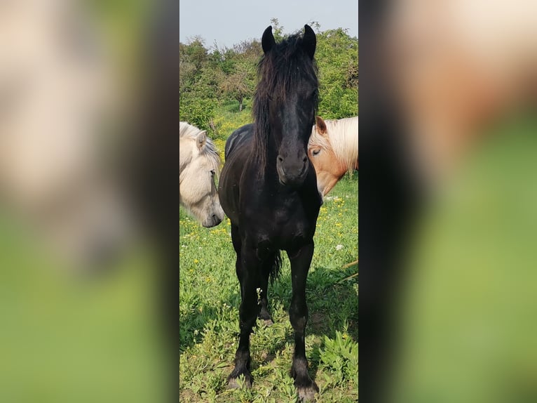 Fries paard Hengst 3 Jaar 161 cm Zwart in Burgscheidungen