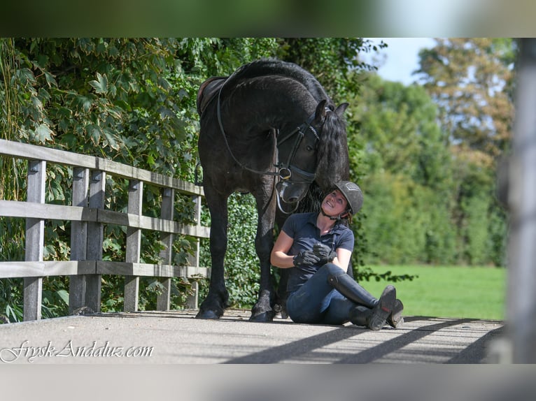 Fries paard Hengst 3 Jaar 162 cm Zwart in Mijnsheerenland