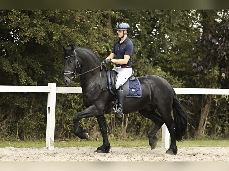 Fries paard Hengst 3 Jaar 162 cm Zwart in Britswert