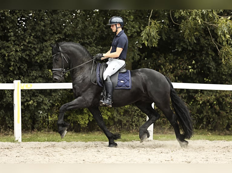 Fries paard Hengst 3 Jaar 162 cm Zwart in Britswert