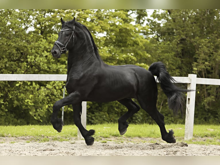 Fries paard Hengst 3 Jaar 162 cm Zwart in Britswert