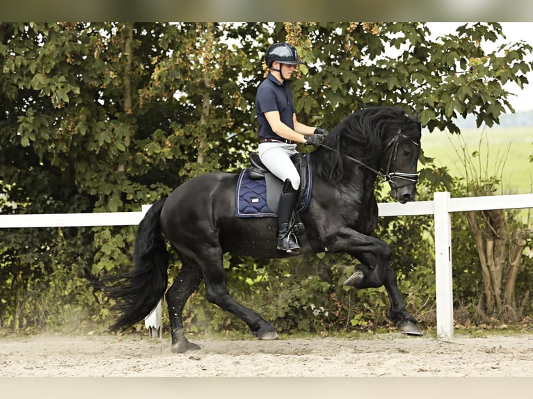 Fries paard Hengst 3 Jaar 162 cm Zwart in Britswert