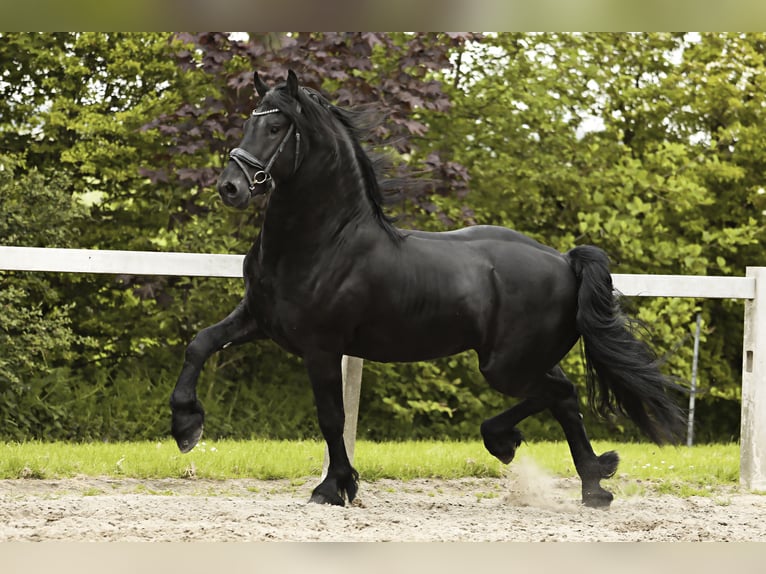 Fries paard Hengst 3 Jaar 162 cm Zwart in Britswert