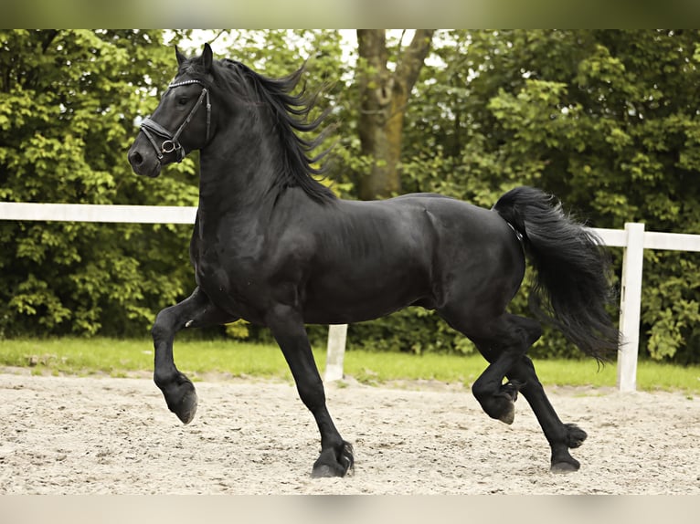 Fries paard Hengst 3 Jaar 162 cm Zwart in Britswert