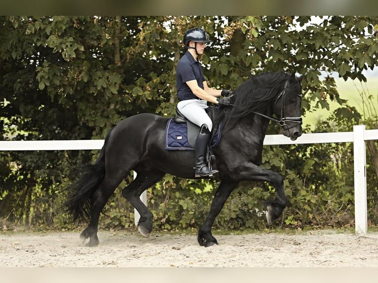 Fries paard Hengst 3 Jaar 162 cm Zwart in Britswert