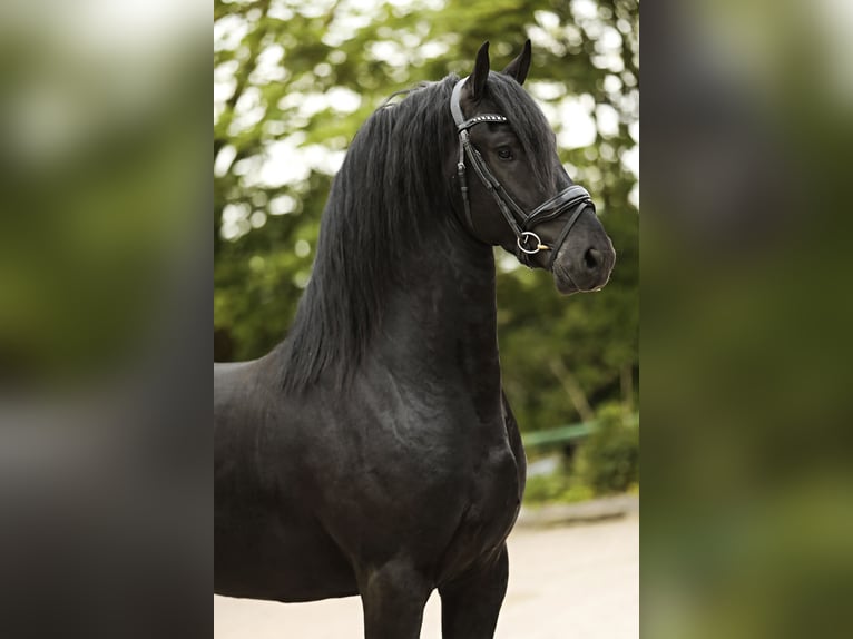 Fries paard Hengst 3 Jaar 162 cm Zwart in Britswert