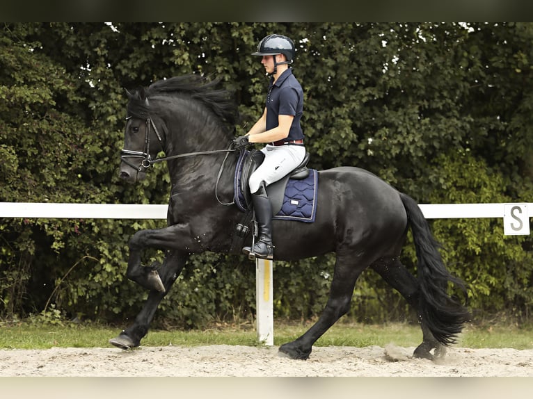 Fries paard Hengst 3 Jaar 162 cm Zwart in Britswert