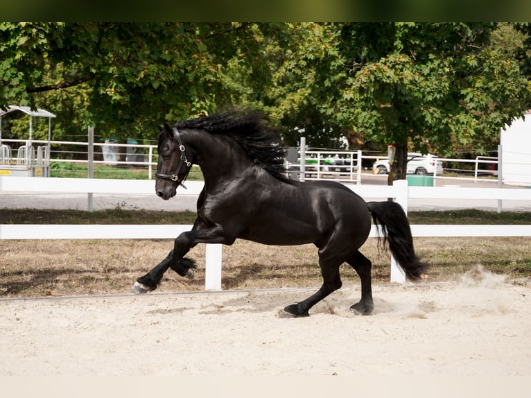 Fries paard Hengst 3 Jaar 162 cm Zwart in Überherrn
