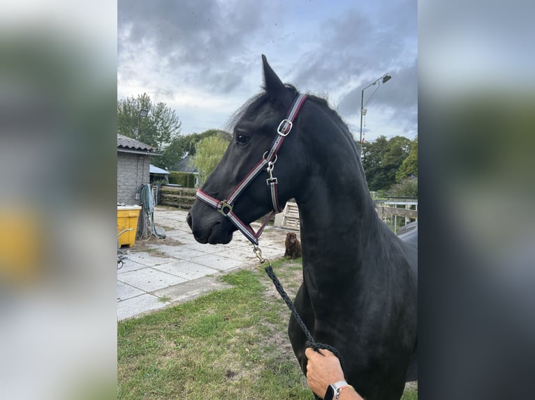 Fries paard Hengst 3 Jaar 162 cm Zwart in Tjalleberd