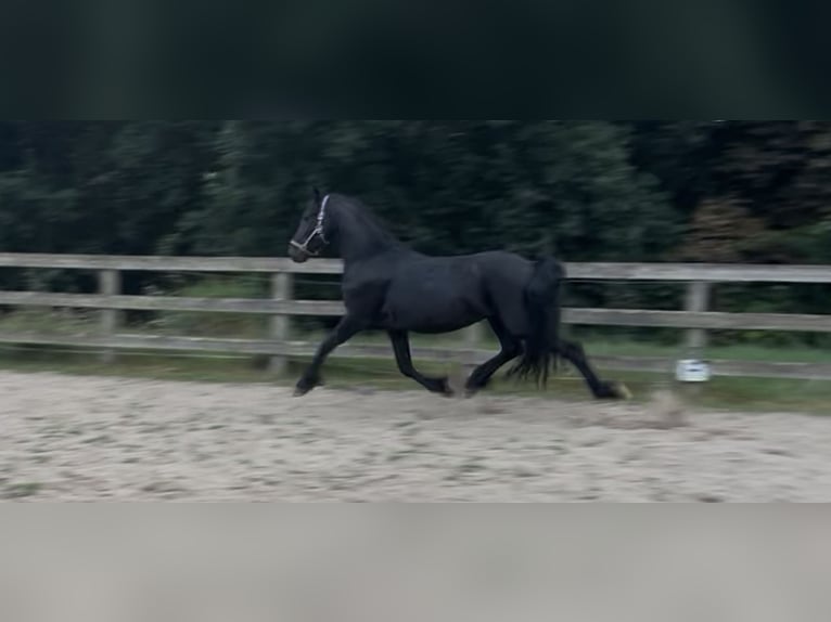 Fries paard Hengst 3 Jaar 162 cm Zwart in Tjalleberd