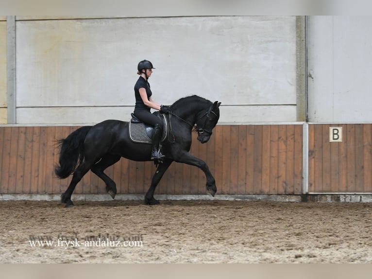 Fries paard Hengst 3 Jaar 162 cm Zwart in Mijnsheerenland