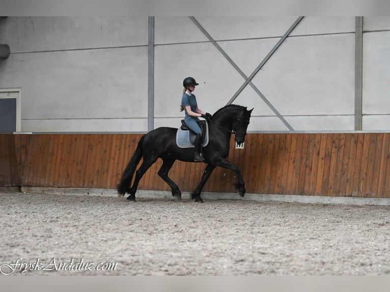 Fries paard Hengst 3 Jaar 162 cm Zwart in Mijnsheerenland