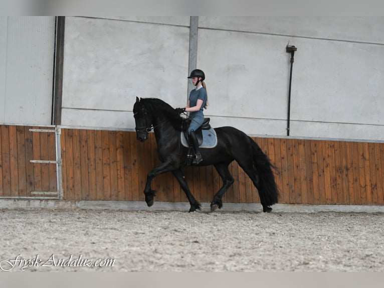 Fries paard Hengst 3 Jaar 162 cm Zwart in Mijnsheerenland