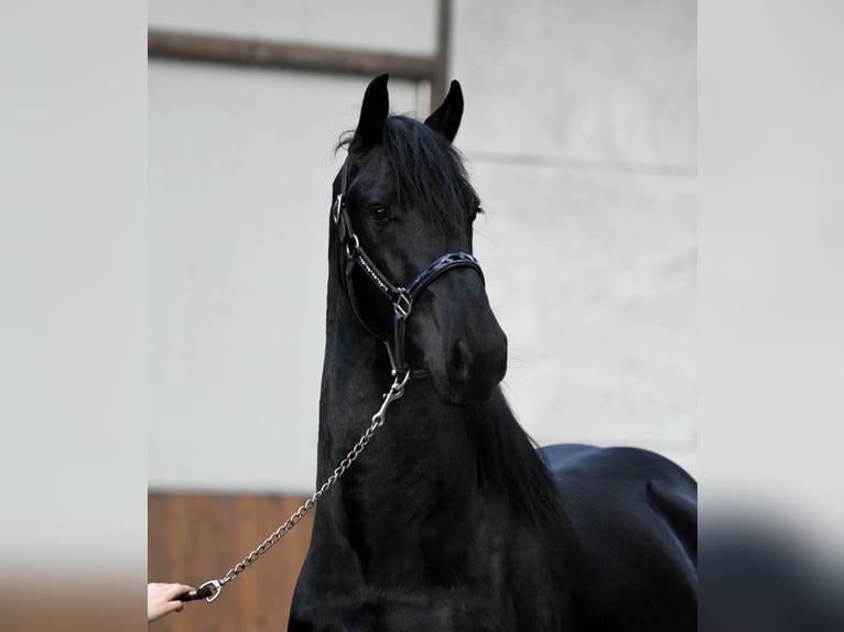 Fries paard Hengst 3 Jaar 162 cm Zwart in Mijnsheerenland