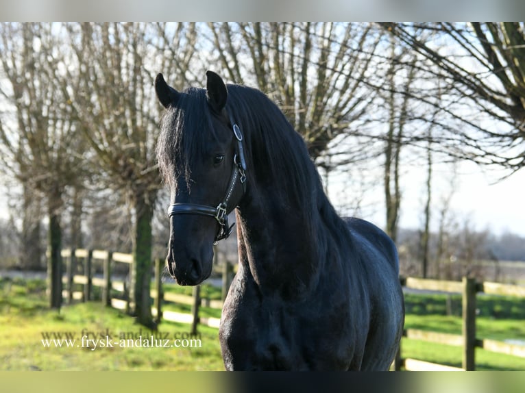 Fries paard Hengst 3 Jaar 162 cm Zwart in Mijnsheerenland