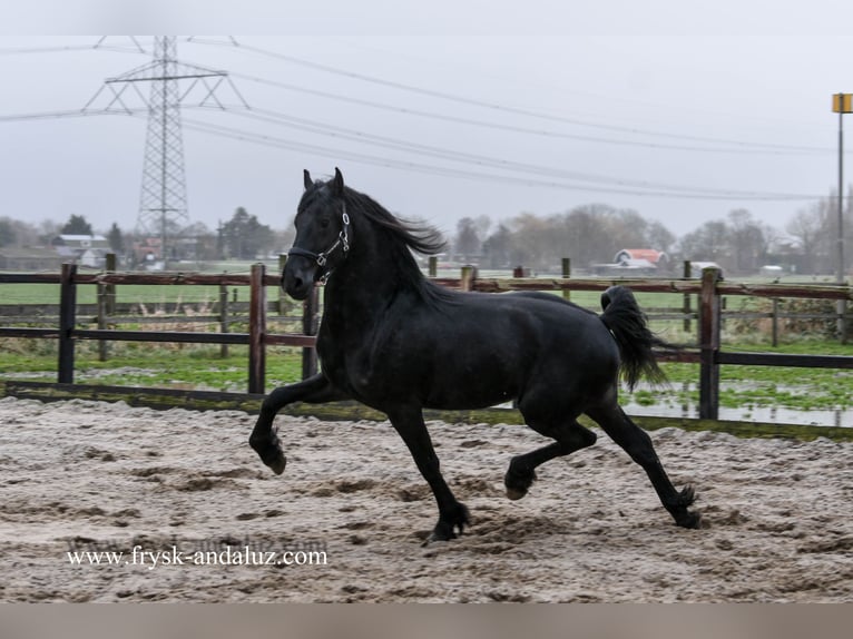 Fries paard Hengst 3 Jaar 162 cm Zwart in Mijnsheerenland